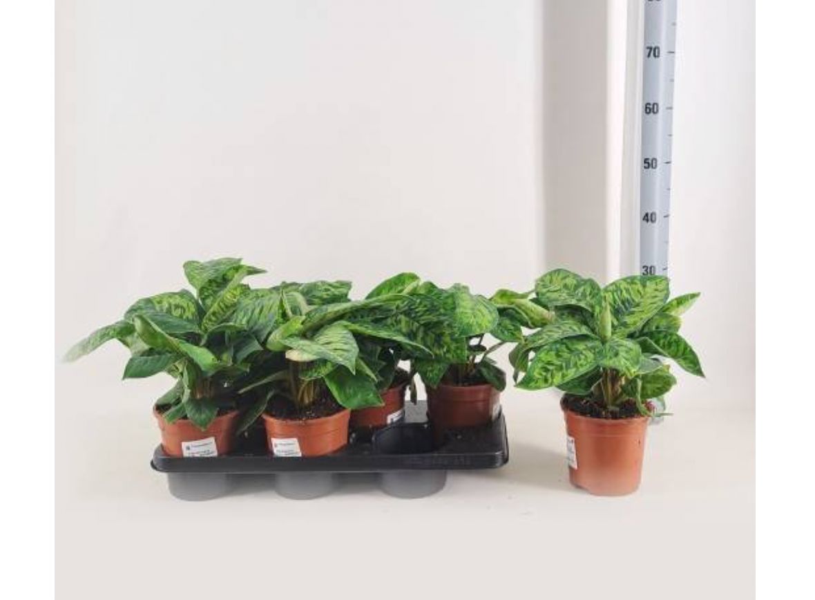 Homalomena wallisii &#39;Camouflage&#39;