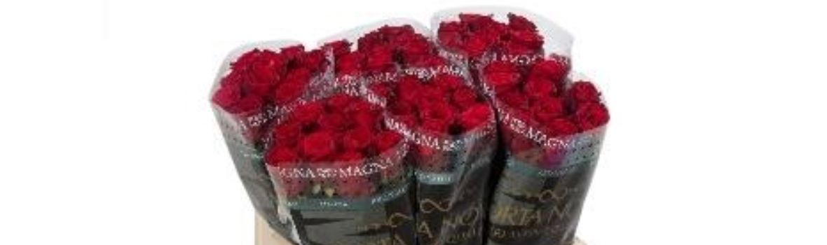 Rosa large flowered Red Naomi!