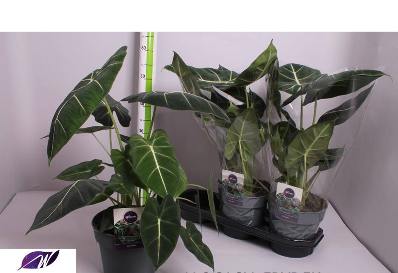 Alocasia