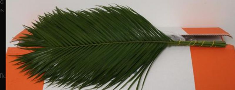 phoenix roebelini (palm) 60 cm € 0.75 per bunch