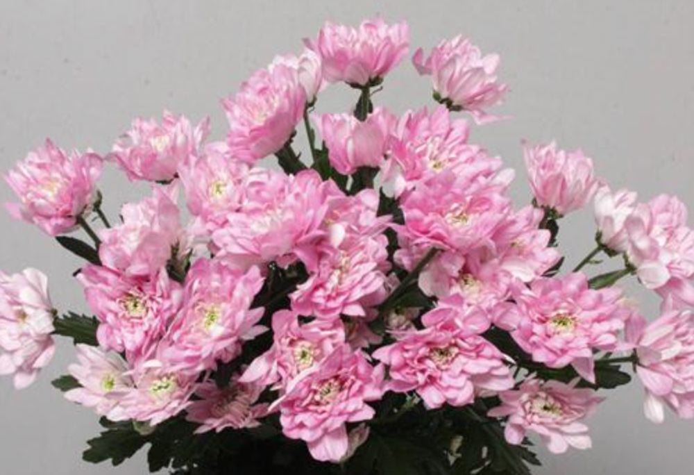 Pink Double Chrysanthemum Baltica