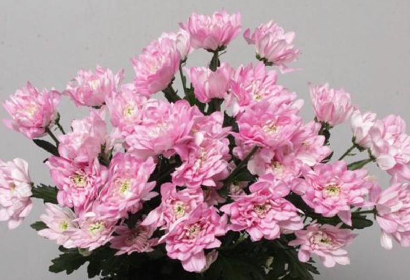 Pink Double Chrysanthemum Baltica