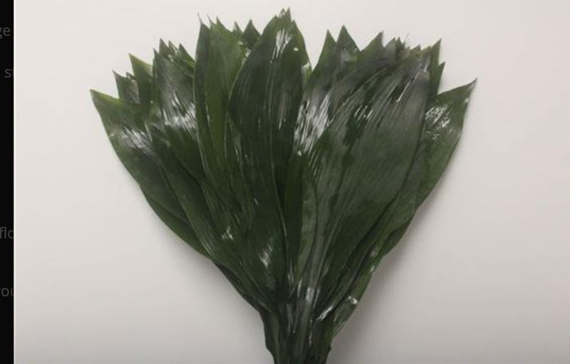 Aspidistra Leaves