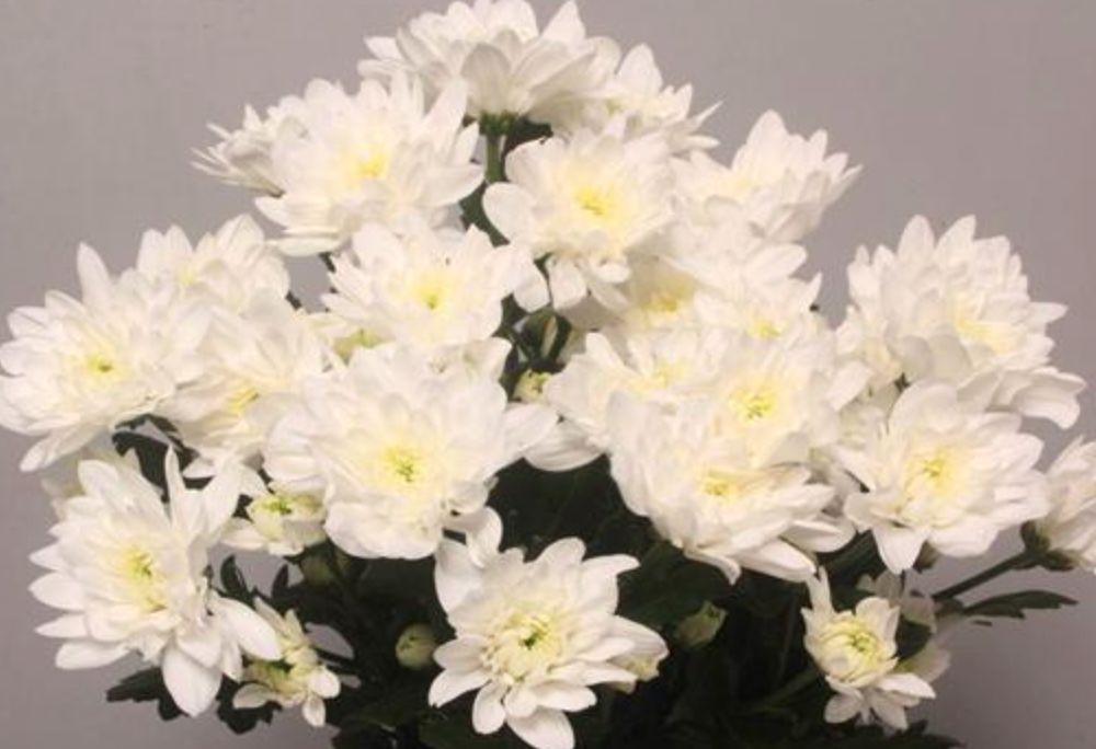 White Double Chrysanthemum Baltica