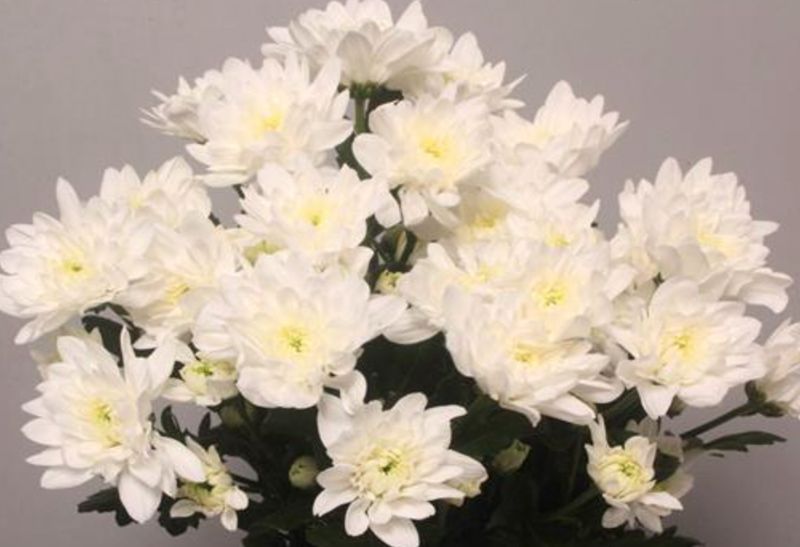 White Double Chrysanthemum Baltica
