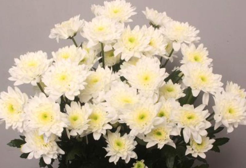 White Double Chrysanthemum Euro