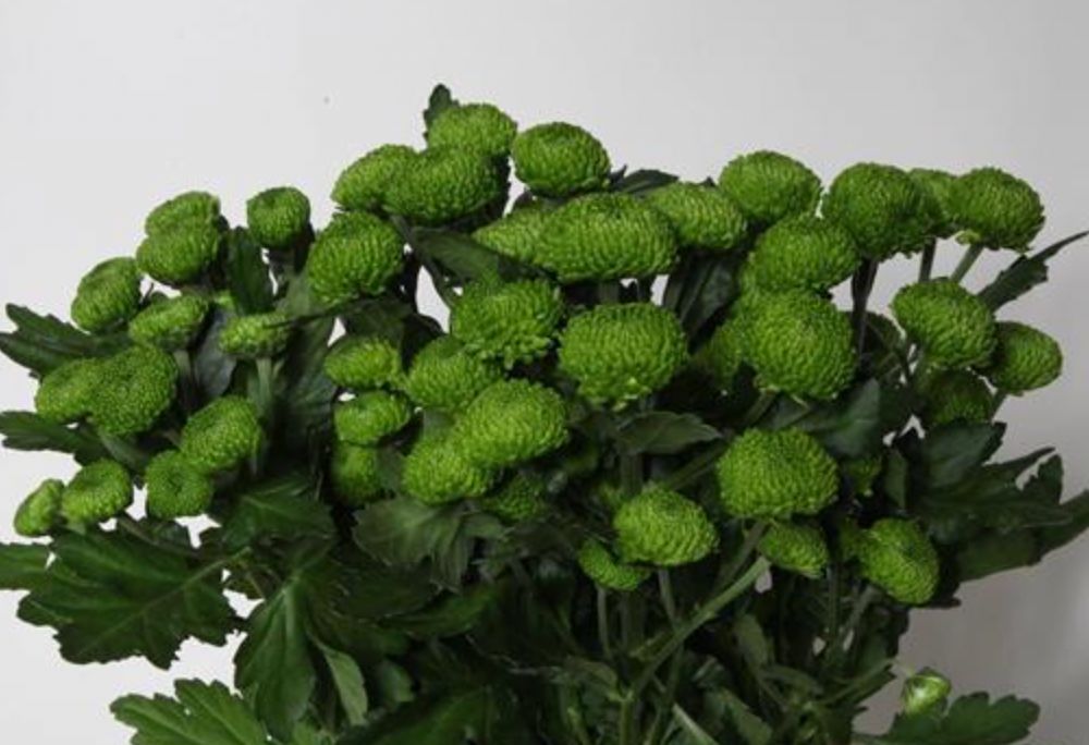 Green Chrysanthemum Spray