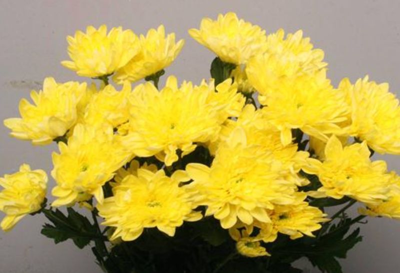 Yellow Double Chrysanthemum Baltica
