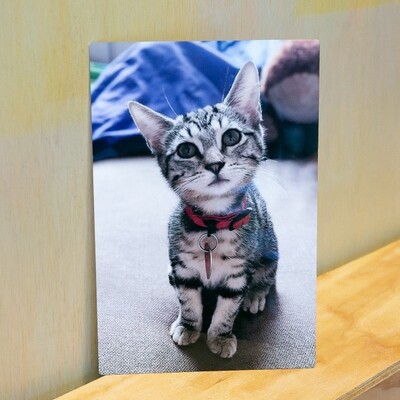 8x12 Photo Print on Aluminum