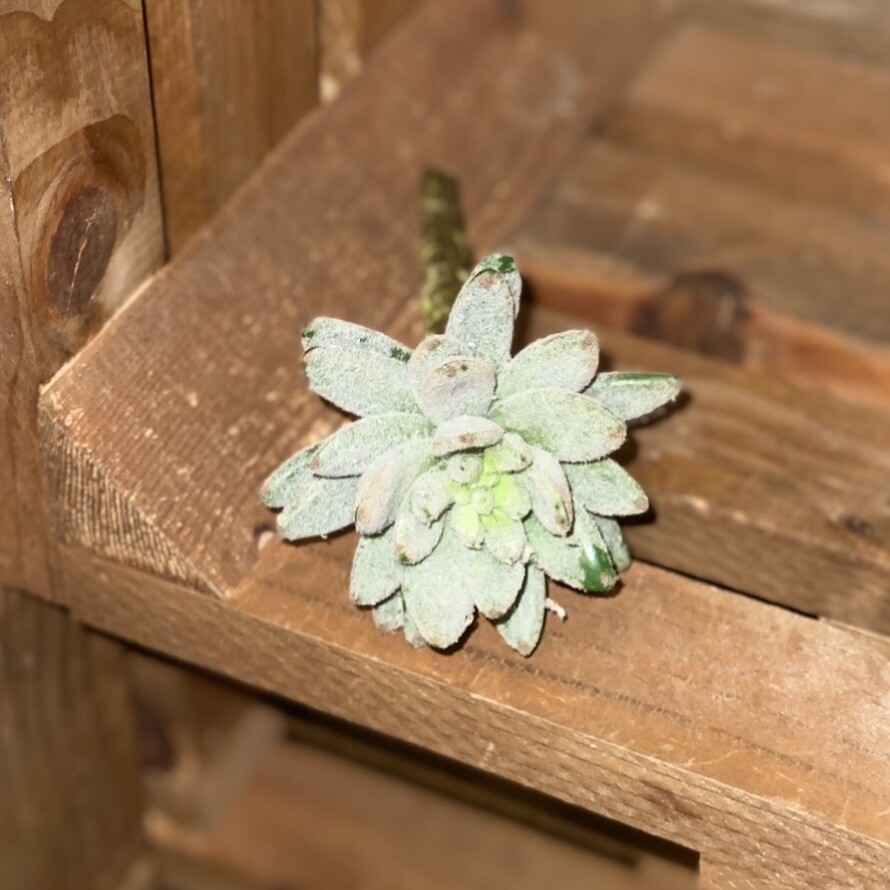 Succulent Stem