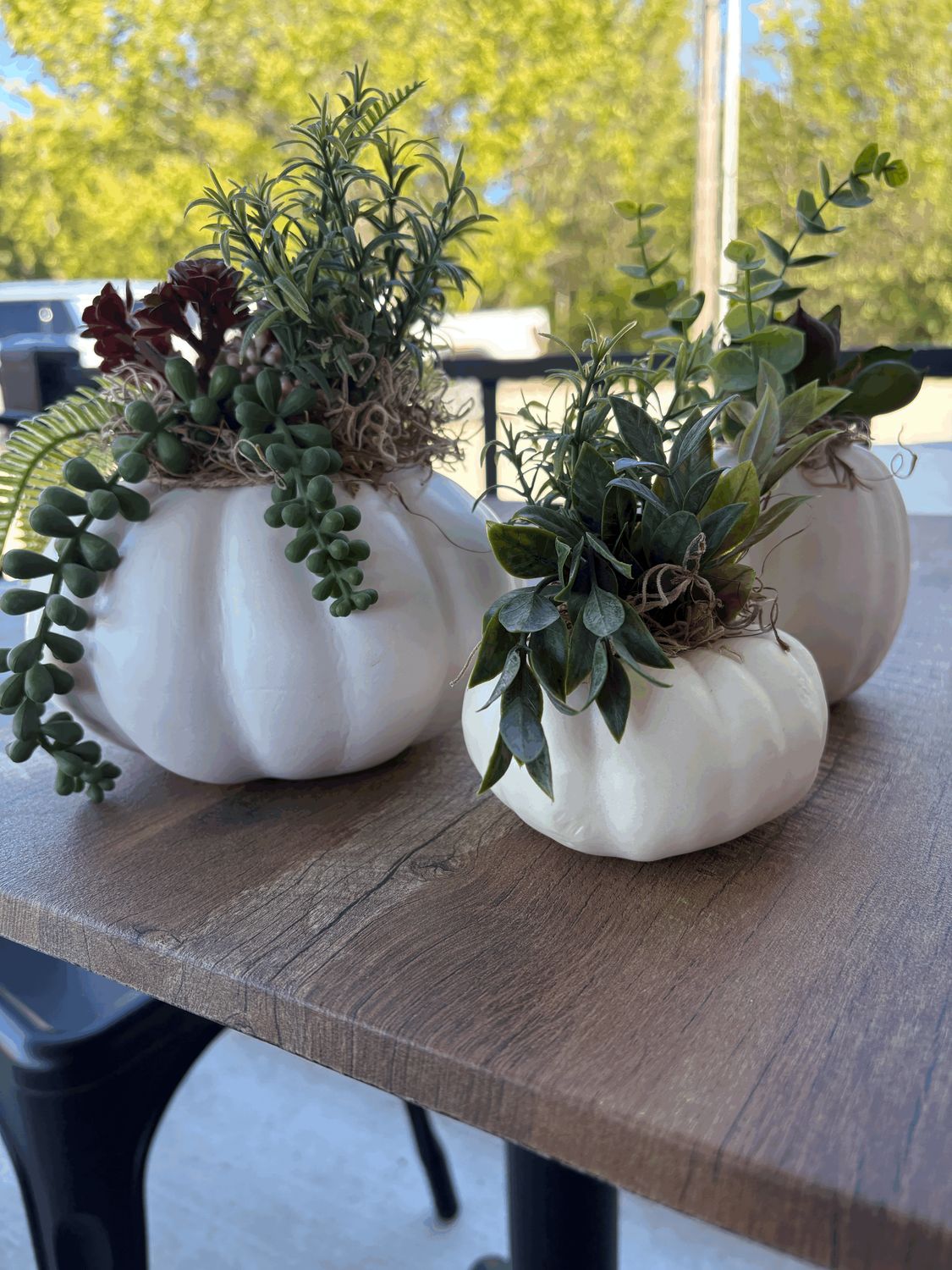 Set of Three White Pumpkins With Succulents