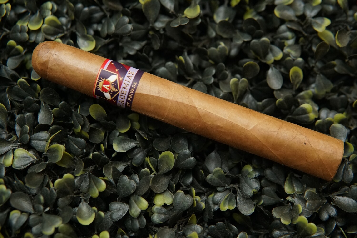 W.A. Academia by Privada LCA Plus Single Cigar