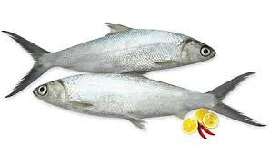 Frozen Milkfish