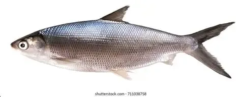 milkfish 6kg per kilo