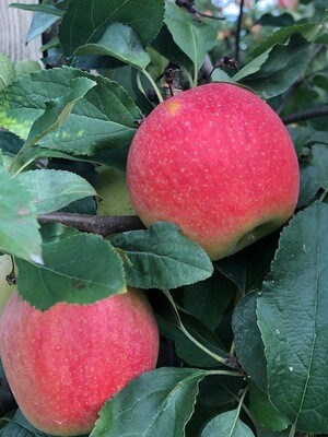 Apples - assorted varieties