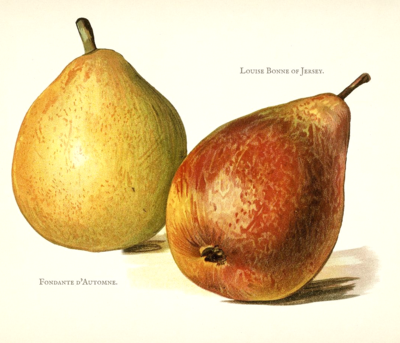 Fruit