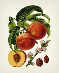 Peaches/Nectarine/Apricot