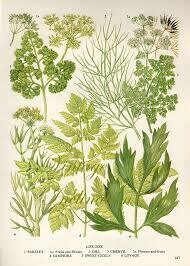 Herbs
