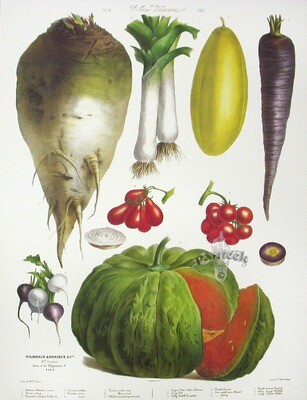Vegetable