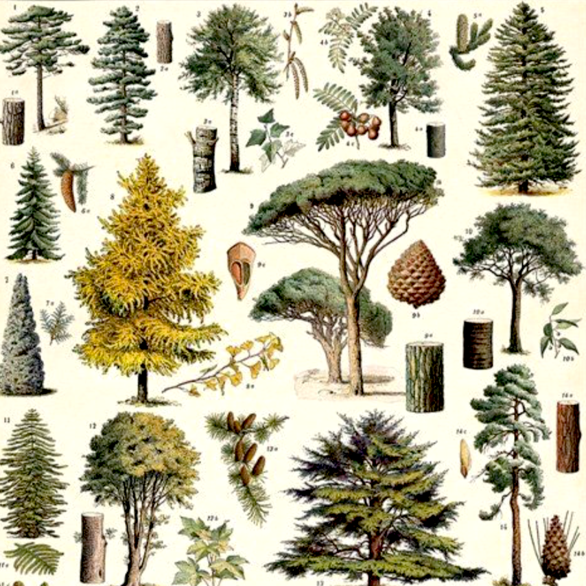 Evergreen Trees