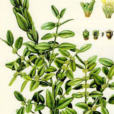 Evergreen Shrubs