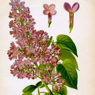 Flowering Shrubs