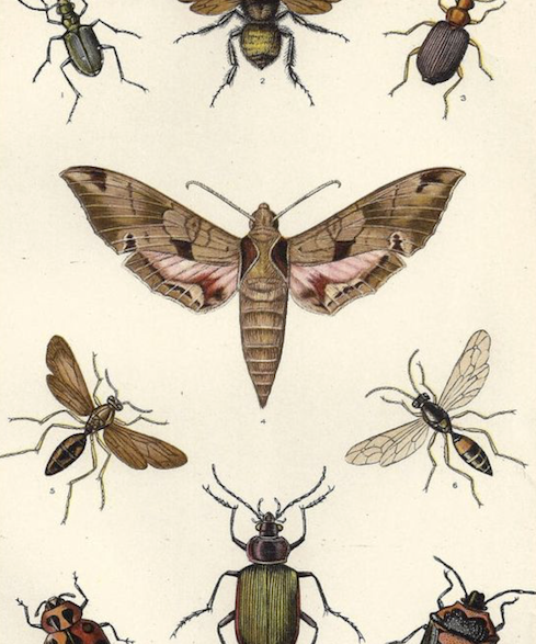 Trapeze Insect Bug Repellents & Traps