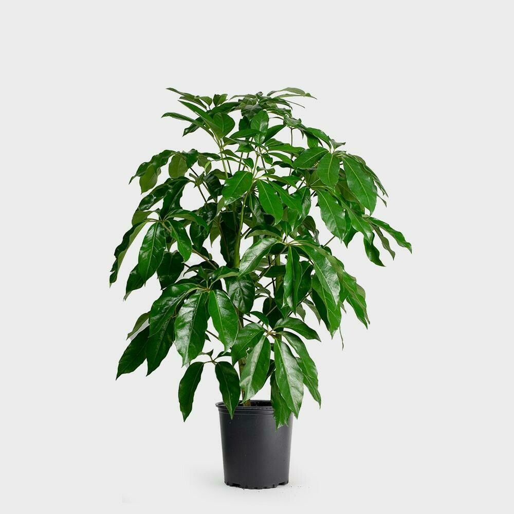 Houseplants 4.5" - Schefflera
