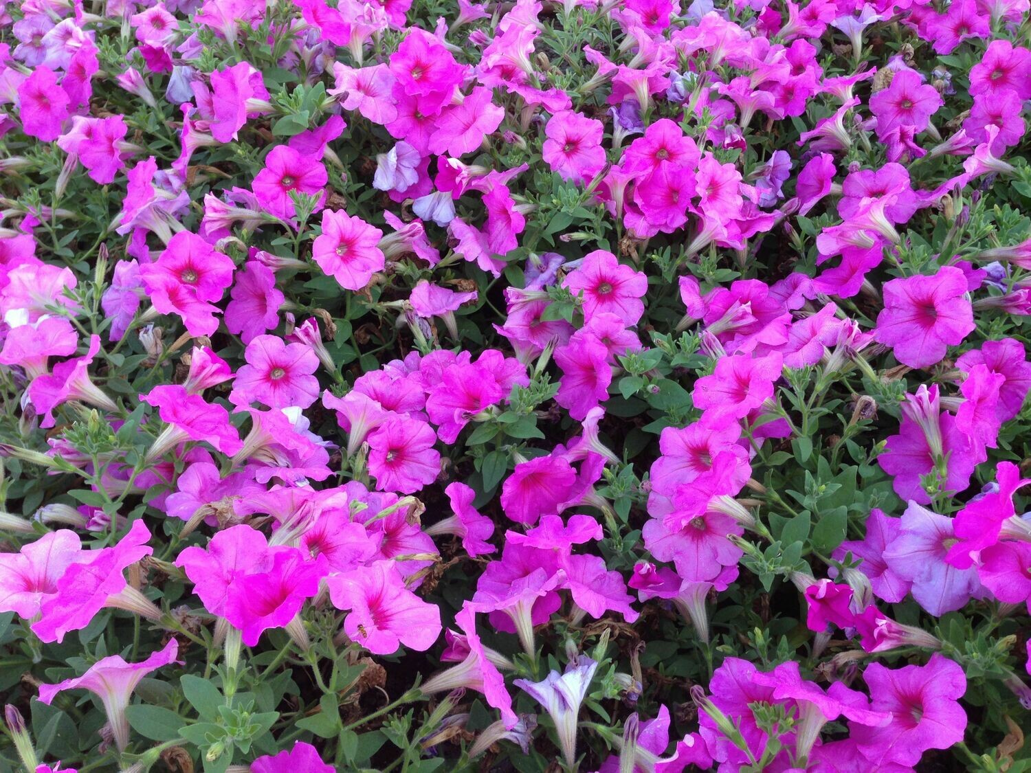 Wave Petunia 4" - Easy Pink Passion