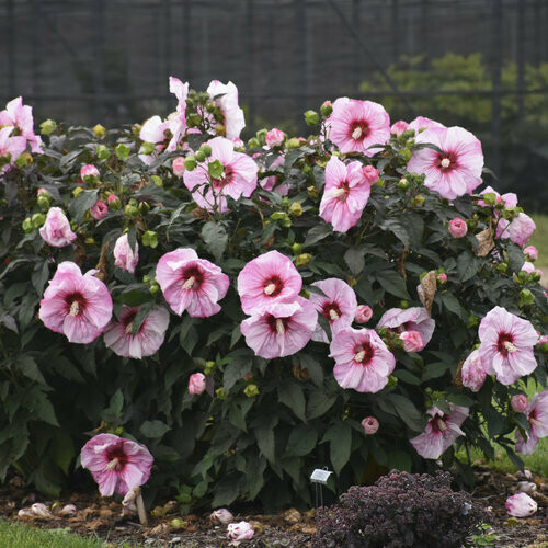 Hibiscus Summerific 'Cherry Choco Latte' 3 gal