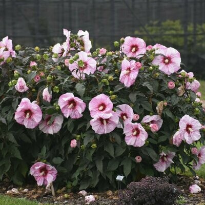 Hibiscus Summerific 'Cherry Choco Latte' 3 gal