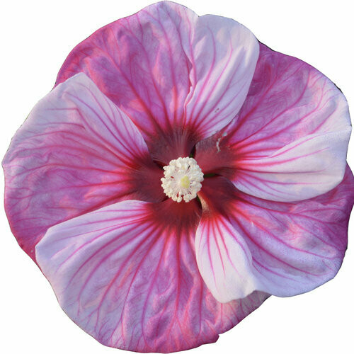 Hibiscus Summerific &#39;Cherry Choco Latte&#39; 3 gal