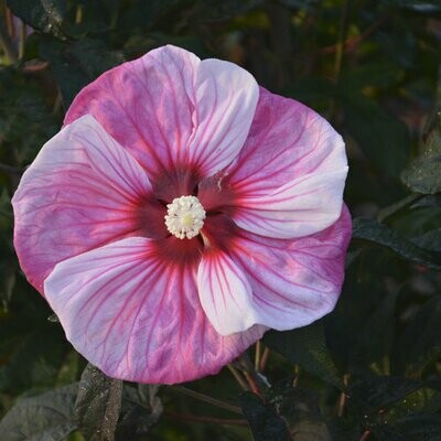 Hibiscus Summerific 'Cherry Choco Latte' 3 gal