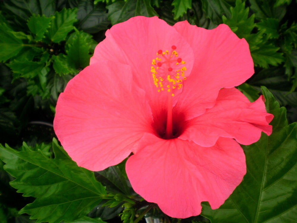 Hibiscus 17" - Pink Versicolor