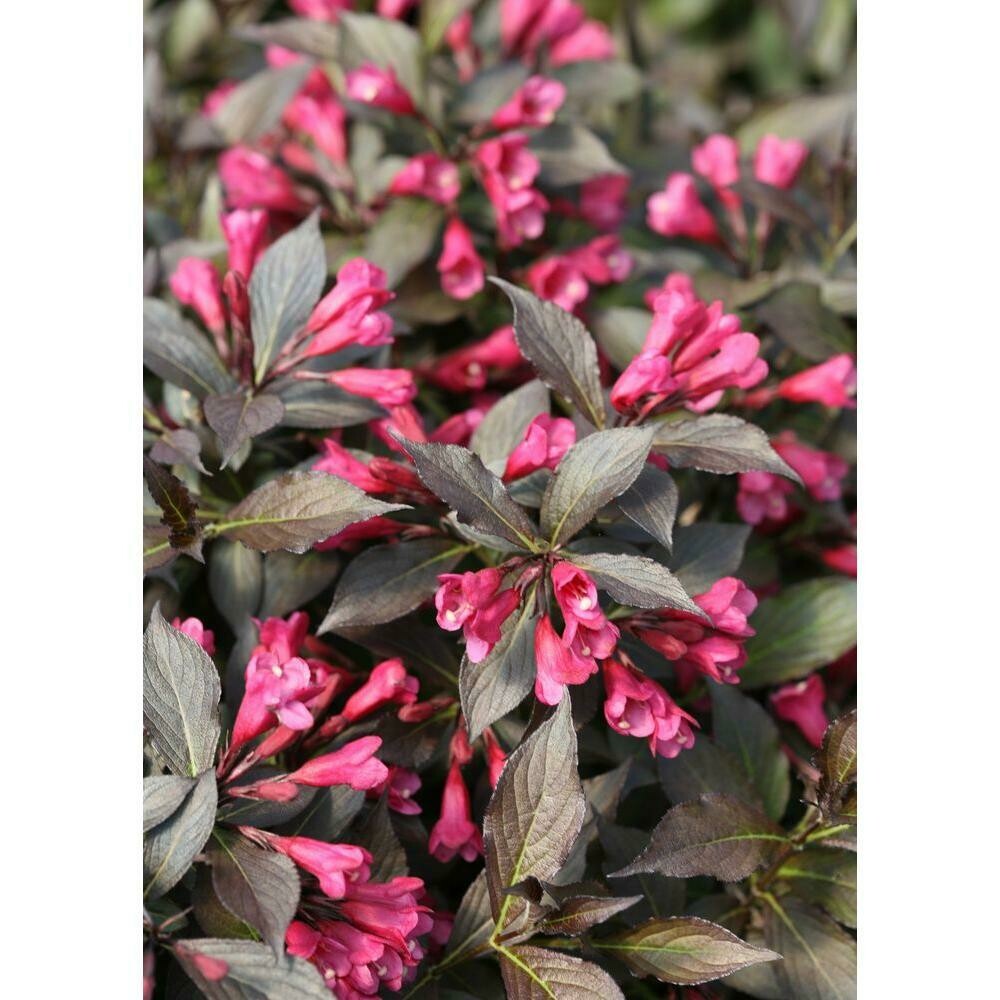 Weigela florida &#39;Wine and roses&#39; 3 gal