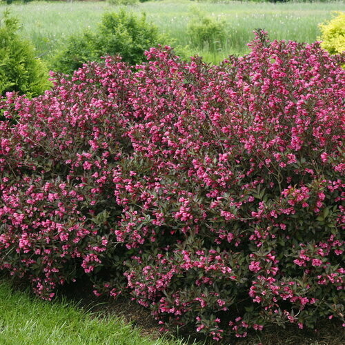 Weigela florida &#39;Wine and roses&#39; 3 gal