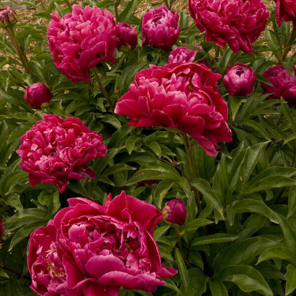 Peony &#39;Karl Rosenfield&#39; 3 gal