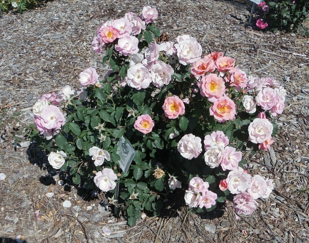 Rosa &#39;Peachy knock out&#39; 2 gal