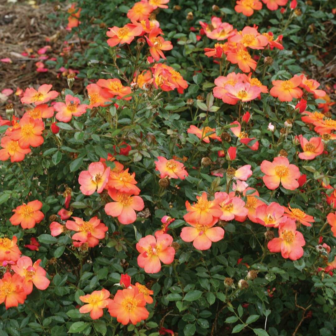 Rosa ‘Oso easy Paprika &#39; 2 gal