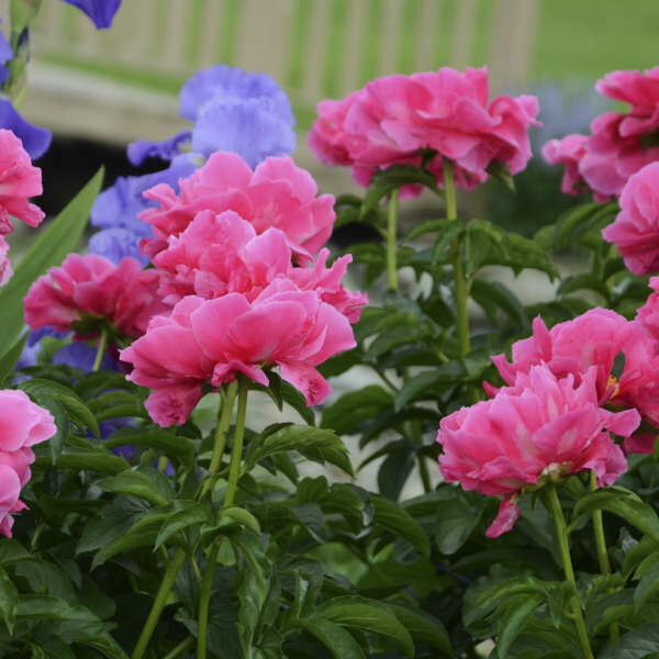 Peony &#39;Paula Fay&#39; 3 gal
