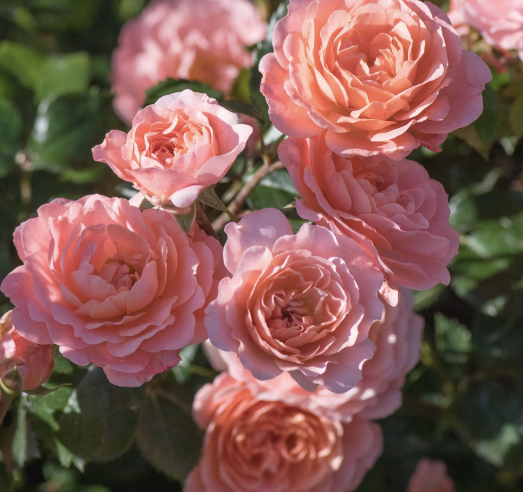 Rosa &#39;Drift apricot’ 3 gal