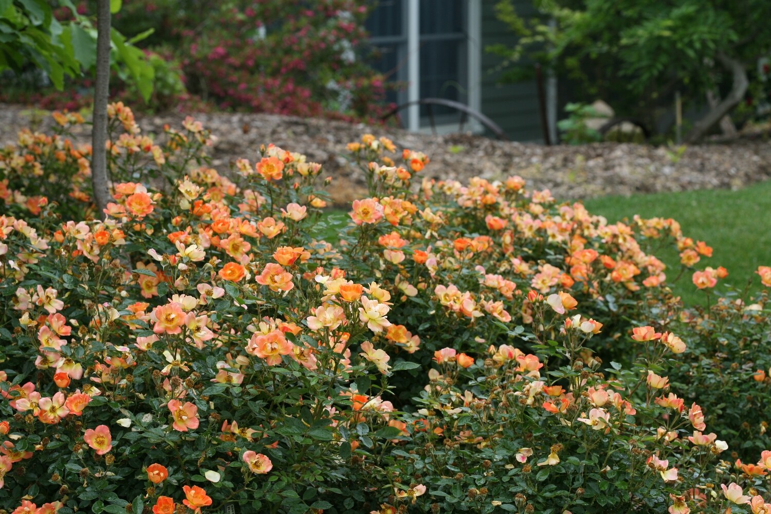 Rosa ‘Oso easy Paprika &#39; 2 gal