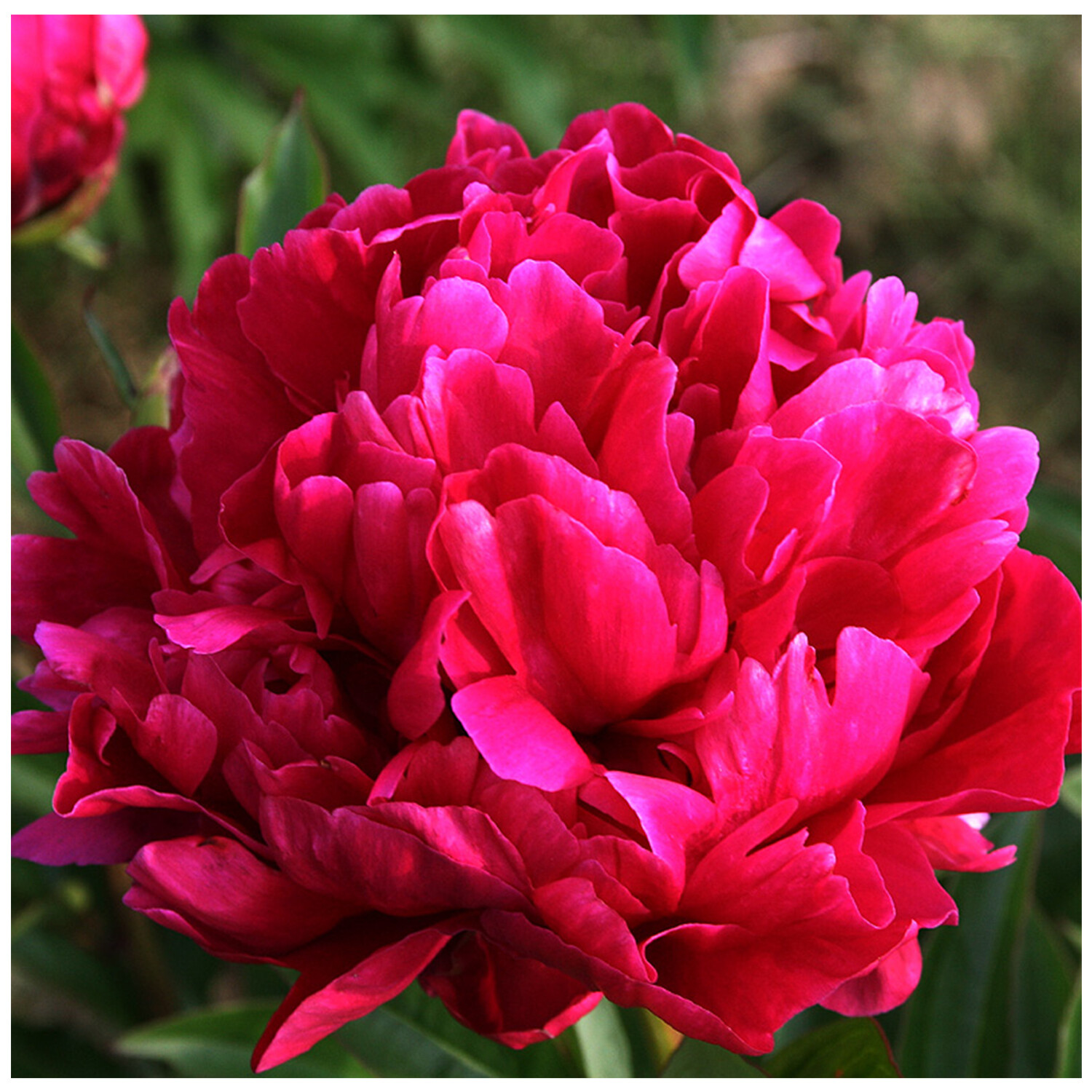 Peony &#39;Karl Rosenfield&#39; 3 gal