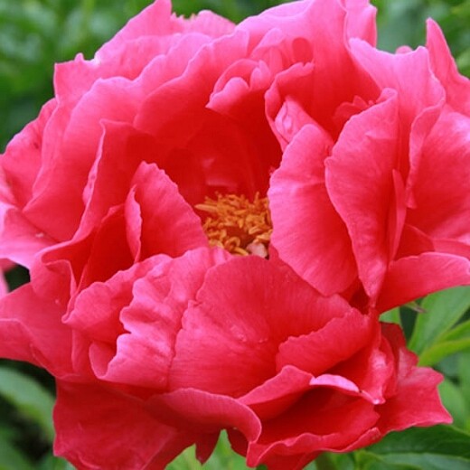 Peony 'Paula Fay' 3 gal