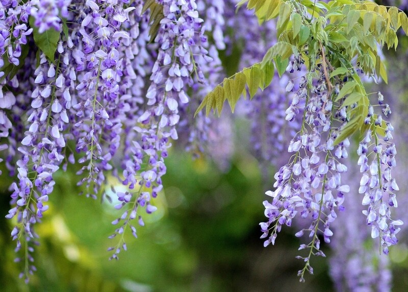 Wisteria Blue Moon 2 gal.