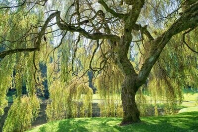 Salix niobe weeping willow 15 gal