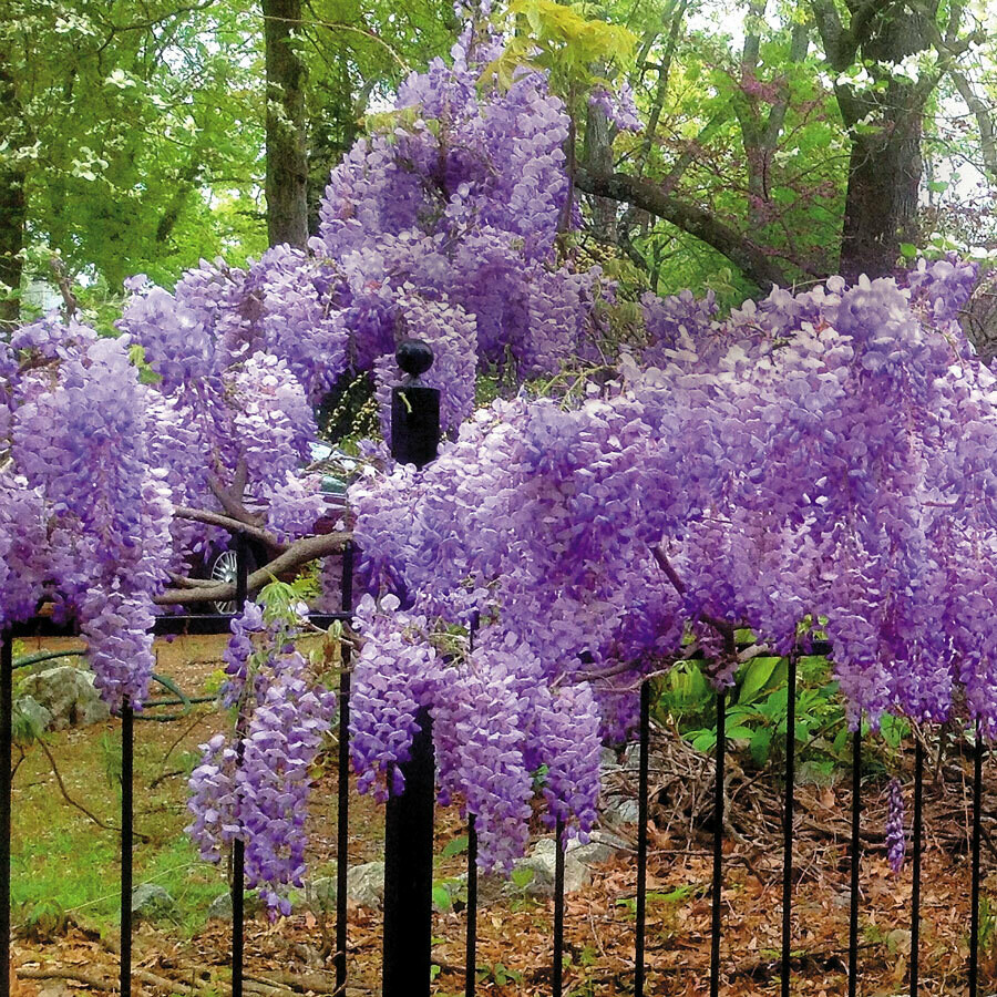 Wisteria Blue Moon 2 gal.