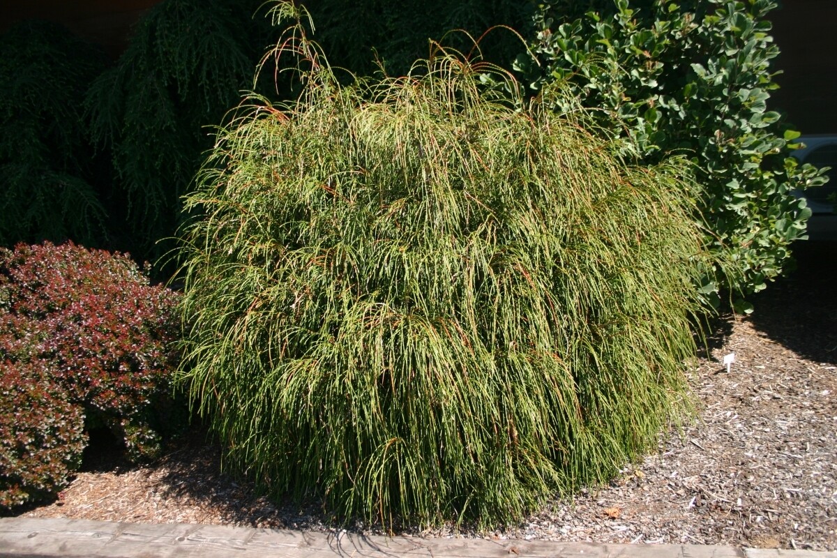Thuja plicata &#39;Whipcord&#39; 3 gal