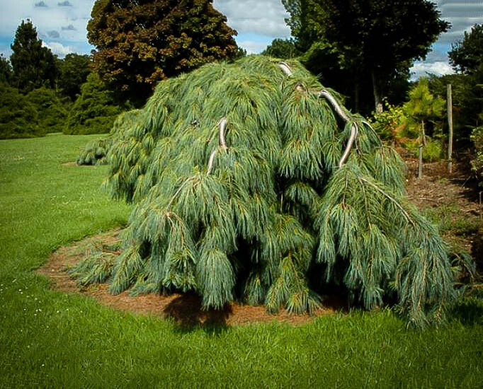 Pinus strobus 'Pendula' 10 gal