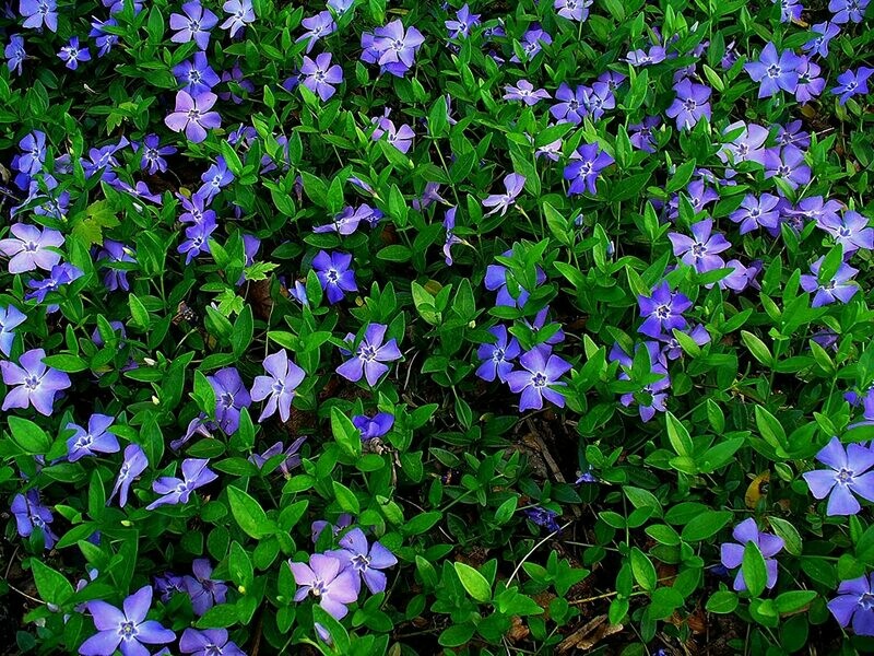 Vinca Minor "Whirlaway"